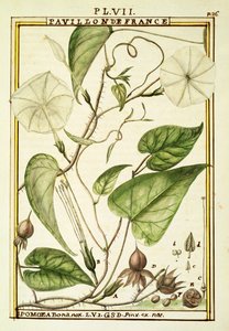 Måneblomst eller Månevin (Ipomoea Alba), akvarel af Delahaye