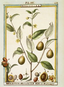 Muskatnød (Myristica fragrans eller officinalis), akvarel af Delahaye