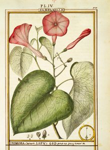 Pink Morning Glory (Ipomoea Carnea), akvarel af Delahaye