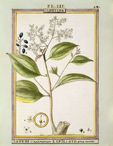 Ægte kanel (Cinnamomum Verum), akvarel af Delahaye