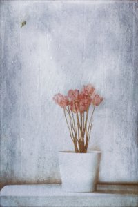 Fint tørrede blomster af Delphine Devos