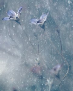 Drømmende blå blomster