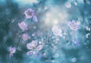 Drømmende blomster med bokeh-effekt af Delphine Devos