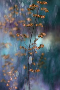 Drømmende botanisk bokeh af Delphine Devos
