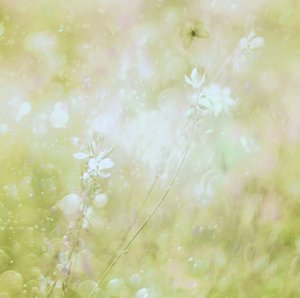 Drømmende pastelfarvede blomster af Delphine Devos