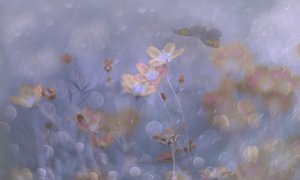 Drømmende pastelfarvede blomster af Delphine Devos