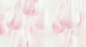 Drømmende pastelfarvede tulipaner af Delphine Devos