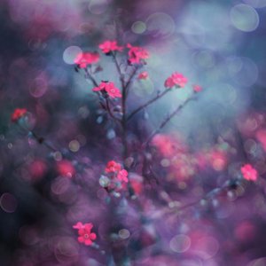 Drømmende lyserøde blomster