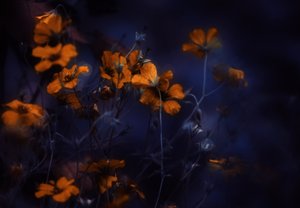 Lysende orange blomster af Delphine Devos