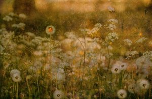 Golden Meadow-mariehøne af Delphine Devos