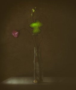 Stille blomst og blad af Delphine Devos