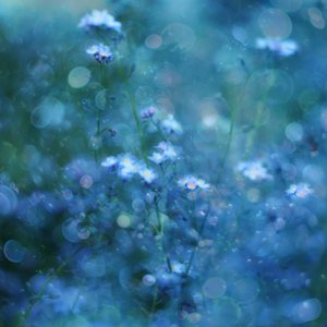 Bløde blå bokeh-blomster af Delphine Devos