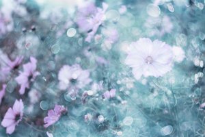 Bløde pastelfarvede kosmosblomster af Delphine Devos