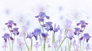 Drømmende lavendelfarvede iris