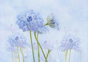 Æteriske blå blomster