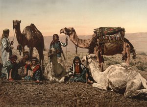 Camels Halting in the Desert, Holy Land, ca. 1890 (fotomekanisk tryk) af Detroit Photographic Co.