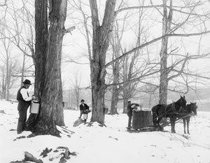 Indsamling af saft i en ahornsukkerlejr i Vermont af Detroit Publishing Co.