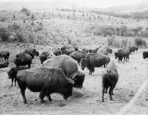 Roosevelt, flokkonge, i skak, og Carrie Nation, afhornet, ca. 1907 af Detroit Publishing Co.