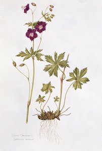 Dusky Cranesbill (wc på papir) af Diana Everett