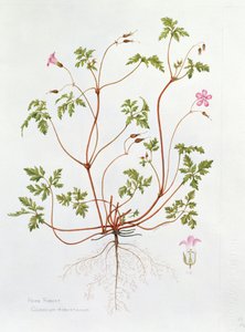 Herb Robert (wc på papir) af Diana Everett