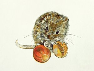 Vole med et agern