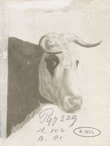 kagekop