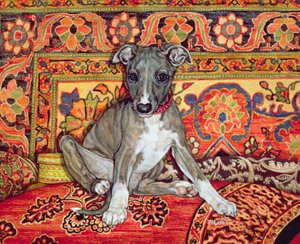 My Whippet Baby, 1994 af Ditz