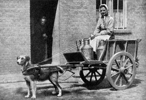 En belgisk mælkekvinde på sin morgenrunde, Belgien, 1922. af Donald McLeish