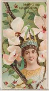 Magnolia: Magnificence, fra serien Floral Beauties and Language of Flowers N75 for ..., 1892.