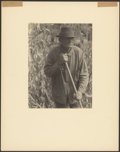 [Mand med hakke i sorghum-mark] af Doris Ulmann