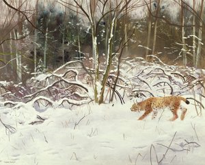 Lynx og hare af Douglas Anderson