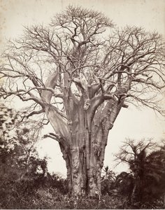 Baobab ved Moheli, 1863. af Désiré Charnay