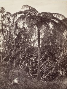 Træbregne, 1863.