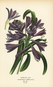 Afrikansk lilje, Agapanthus africanus (Agapanthus umbellatus). Kromolitografi fra en illustration af Desire Bois fra Edward Step
