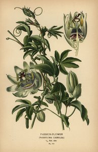 Blå passionsblomst, Passiflora caerulea. af Désiré Georges Jean Marie Bois