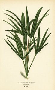 Bredbladet damepalme eller bambuspalme, Rhapis excelsa (Trachycarpus excelsus). Kromolitografi fra en illustration af Desire Bois fra Edward Step