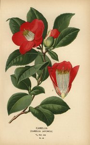 Camellia, Camellia japonica. af Désiré Georges Jean Marie Bois