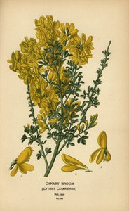 Kanariekost, Genista canariensis.
