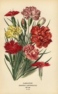 Nellik, Dianthus caryophyllus. af Désiré Georges Jean Marie Bois