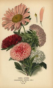 Kina aster sorter, Callistephus x sinensis. af Désiré Georges Jean Marie Bois