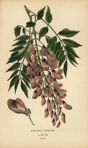 Kinesisk blåregn, Wisteria sinensis. af Désiré Georges Jean Marie Bois