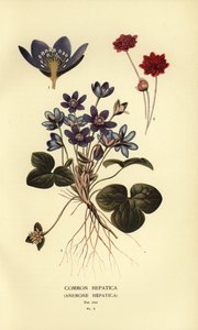 Almindelig hepatica, Anemone hepatica. af Désiré Georges Jean Marie Bois