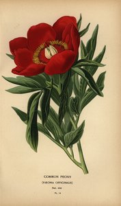 Almindelig pæon, Paeonia officinalis. af Désiré Georges Jean Marie Bois