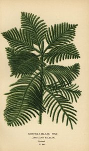 Kogfyr, Araucaria columnaris. (Norfolk Island pine, Araucaria excelsa). Kromolitografi fra en illustration af Desire Bois fra Edward Step