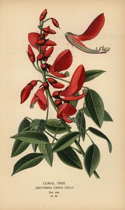 Koraltræ, Erythrina crista-galli. af Désiré Georges Jean Marie Bois