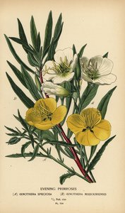 Aftenprimula. af Désiré Georges Jean Marie Bois