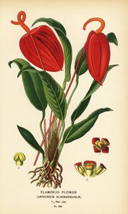 Flamingoblomst, Anthurium scherzerianum. Kromolitografi fra en illustration af Desire Bois fra Edward Step
