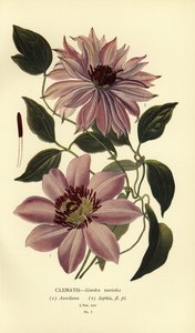 Havevarianter af klematis. af Désiré Georges Jean Marie Bois