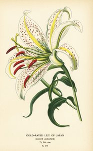 Guldstrålende lilje af Japan eller yamayuri, Lilium auratum. Kromolitografi fra en illustration af Desire Bois fra Edward Step