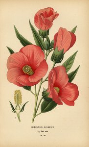 Hibiscus roseus. af Désiré Georges Jean Marie Bois